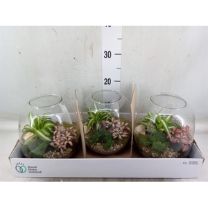 Arr.   Planten L%