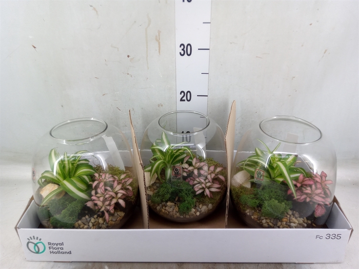 <h4>Arr.   Planten L%</h4>
