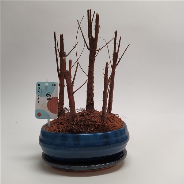 <h4>Metasequoia Forest Oval 20 cm</h4>