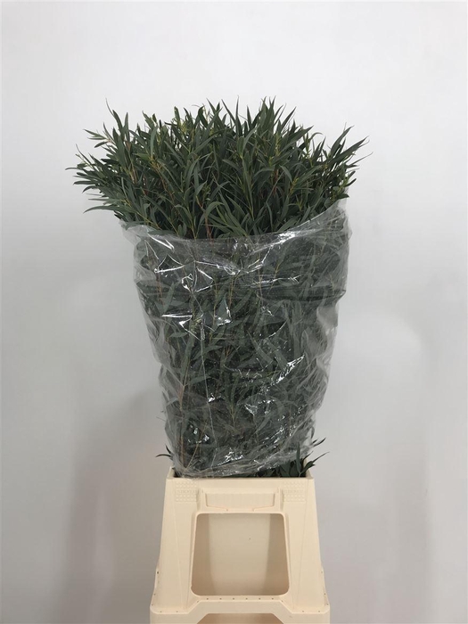 <h4>EUCA DOMENICHINA 300</h4>