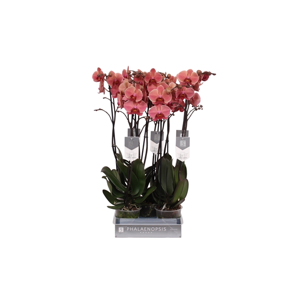 <h4>Phalaenopsis Narbonne, 2-spike 18+</h4>