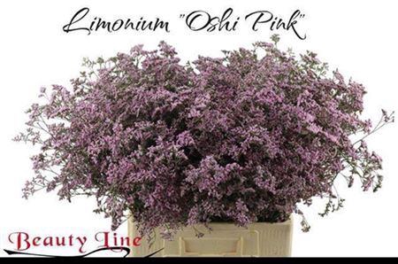 <h4>Lim Saf Oshi Pink</h4>