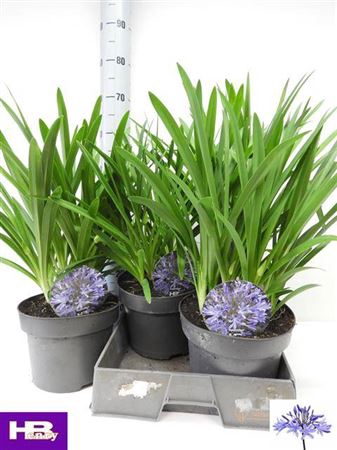 <h4>Agapanthus Dr Brouwer 4+</h4>