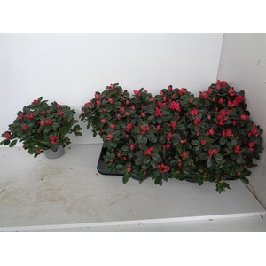 Rhododendron simsii Jimmy 12Ø 25cm 25Ø