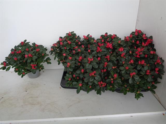 Rhododendron simsii Jimmy 12Ø 25cm 25Ø