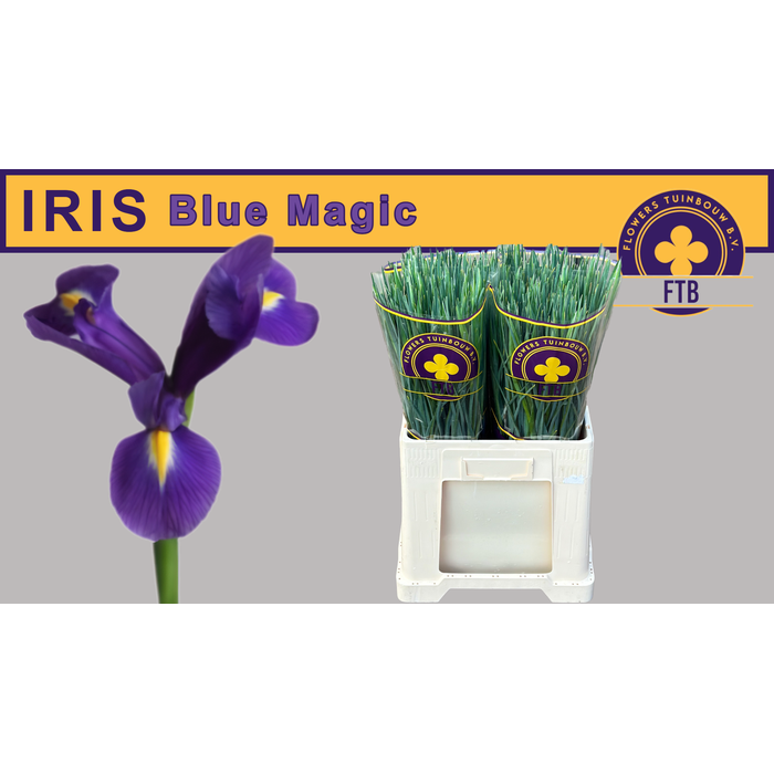 <h4>IRIS BLUE MAGIC</h4>