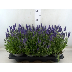Lavandula angus. 'Spear Blue'