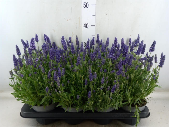 <h4>Lavandula angus. 'Spear Blue'</h4>