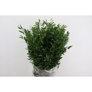 RUSCUS DANAE RACEMOSA 200GR