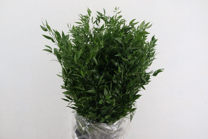 <h4>RUSCUS DANAE RACEMOSA 200GR</h4>