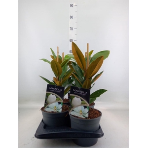 Magnolia grandiflora