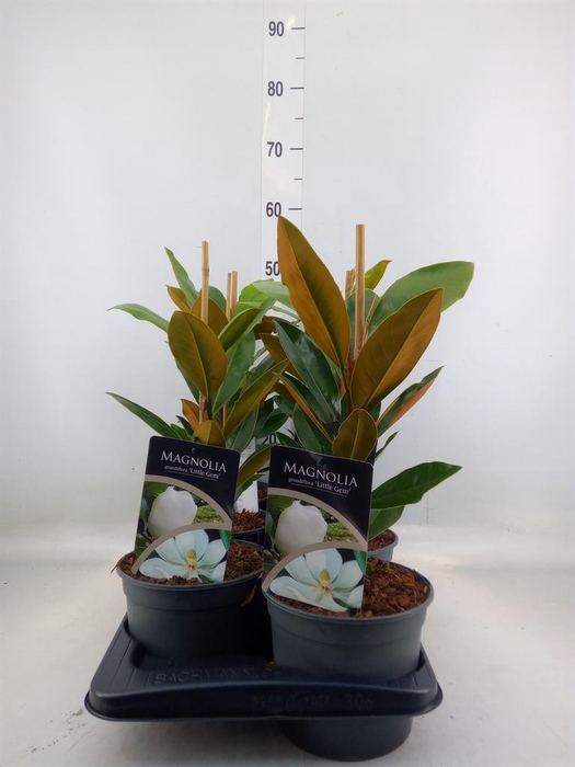 <h4>Magnolia grandiflora</h4>