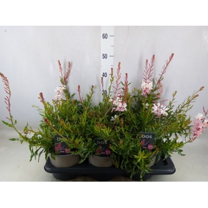 Gaura lindheimeri 'Geyser White'
