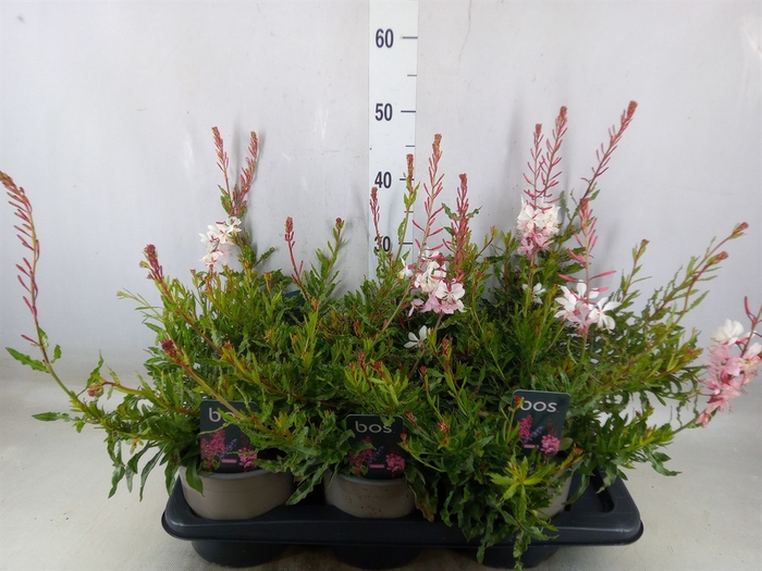 <h4>Gaura lindheimeri 'Geyser White'</h4>