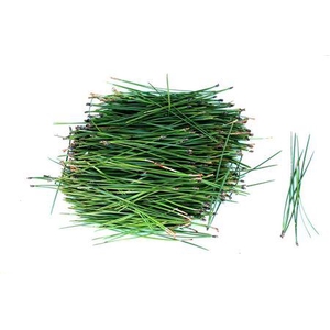 Pinus Pine Aghi 500g Vrac Verde
