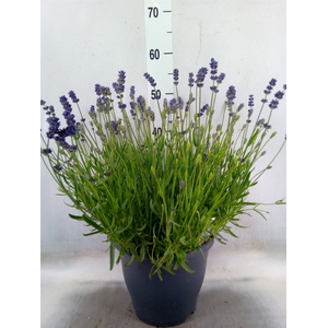 Lavandula angus. 'Essence Pure'