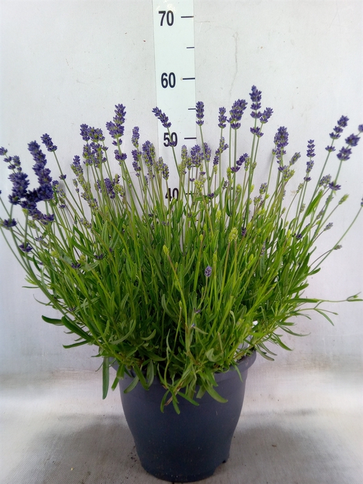 <h4>Lavandula angus. 'Essence Pure'</h4>