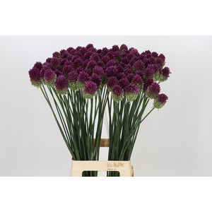 Allium Sphaerocephalon