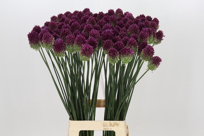 <h4>Allium Sphaerocephalon</h4>