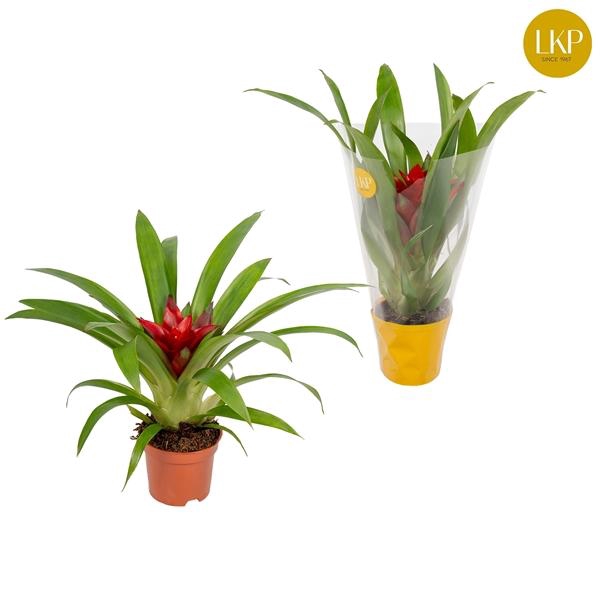 <h4>Guzmania Blitz Rood (Met Hoes)</h4>