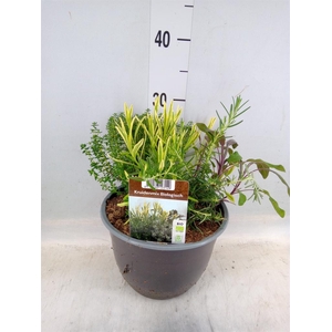 Rosmarinus offi.   ...