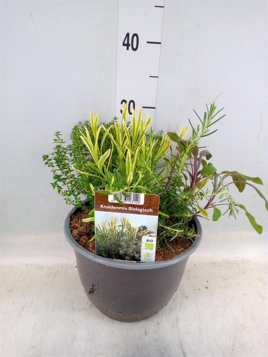 <h4>Rosmarinus offi.   ...</h4>