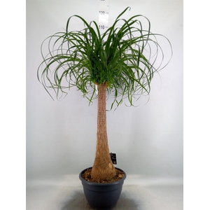 Beaucarnea recurvata