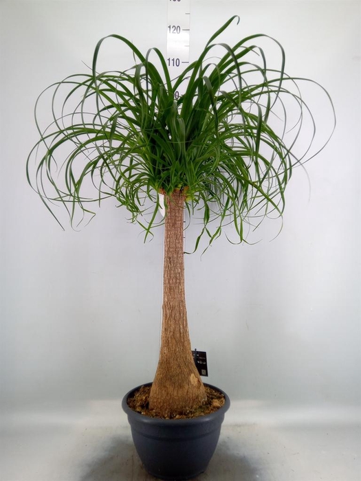 <h4>Beaucarnea recurvata</h4>