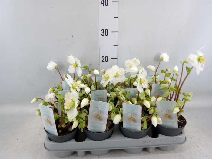 <h4>Helleborus niger 'Verb Beauty'</h4>