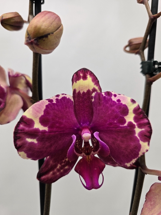 <h4>Limited 66 week 6</h4>