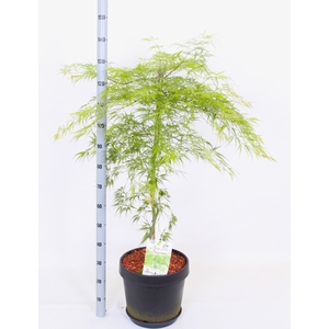 ACER PALM DISSECTUM