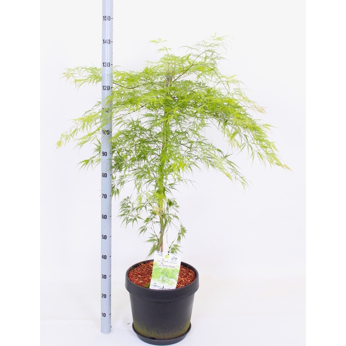 <h4>ACER PALM DISSECTUM</h4>