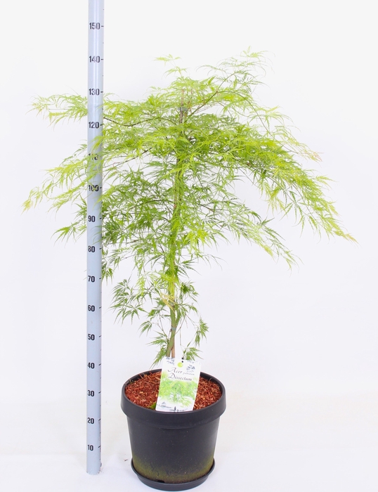 ACER PALM DISSECTUM