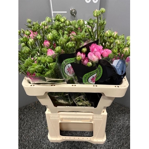 Ran Natura Moderna Dolce