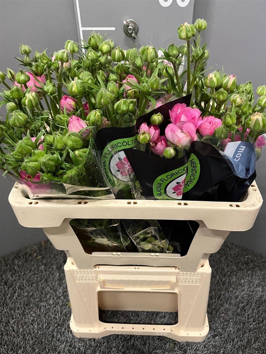 <h4>Ran Natura Moderna Dolce</h4>