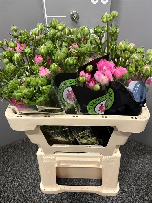 <h4>Ran Moderna Dolce</h4>