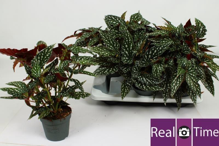 <h4>BEG MA SPOTL GREEN</h4>