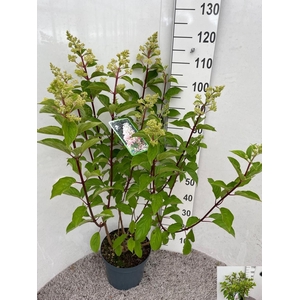 HYDR PANICULATA