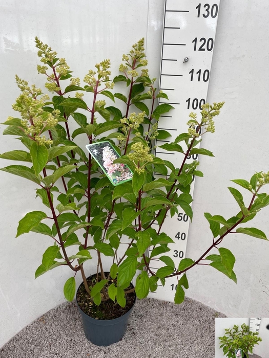 <h4>HYDR PANICULATA</h4>