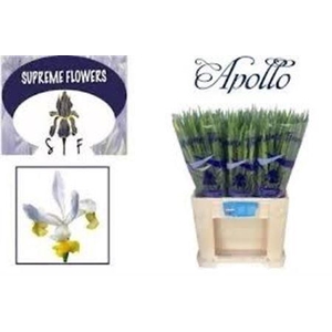Iris Apollo