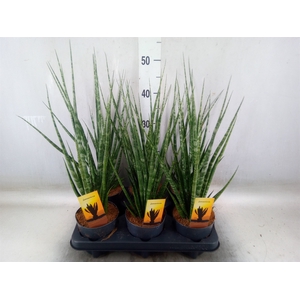 Sansevieria cyl.  ...