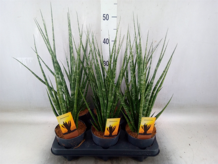 <h4>Sansevieria cyl.  ...</h4>