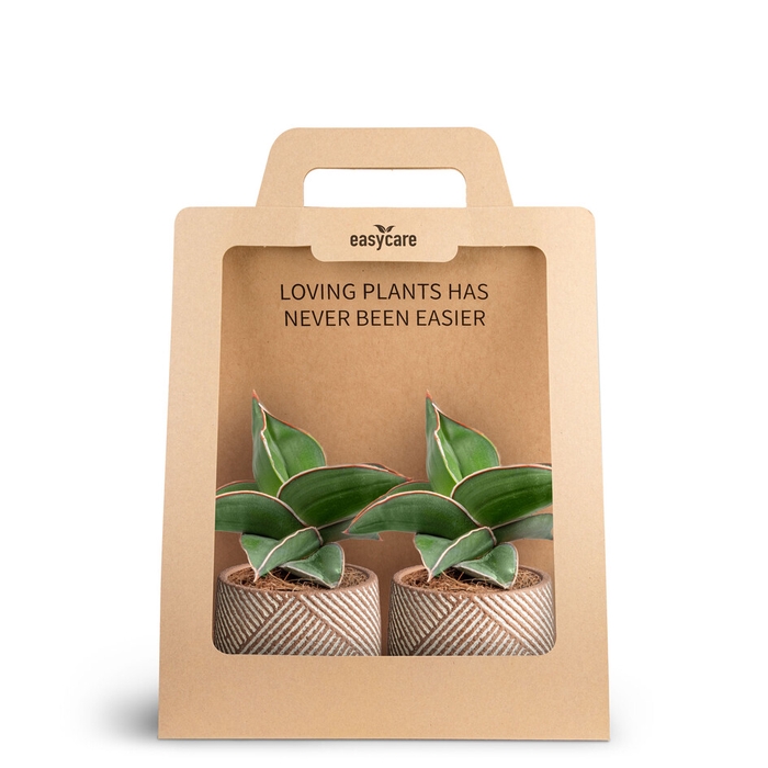 <h4>2-Pack Grove, Samurai</h4>