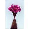 Dried Glixia Fuchsia Bunch