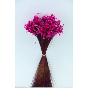 Dried Glixia Fuchsia Bunch