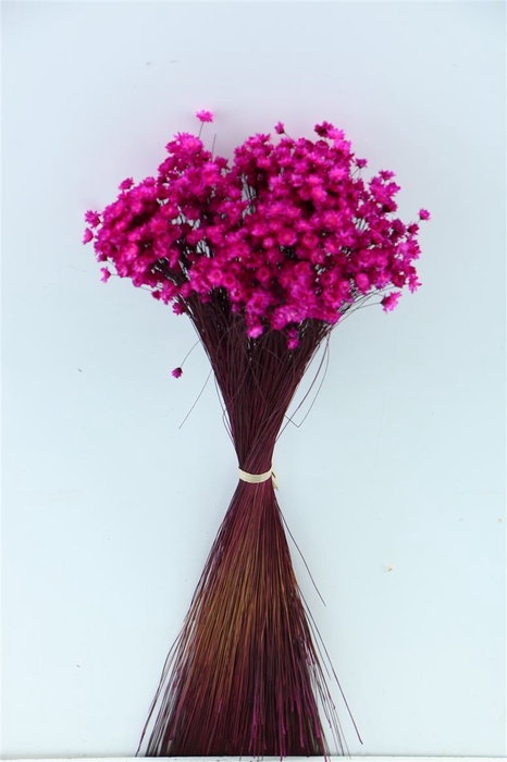 Dried Glixia Fuchsia Bunch