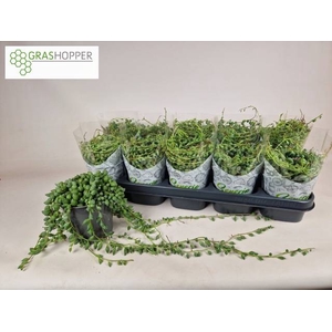 Senecio Herreianus 12Ø 25cm