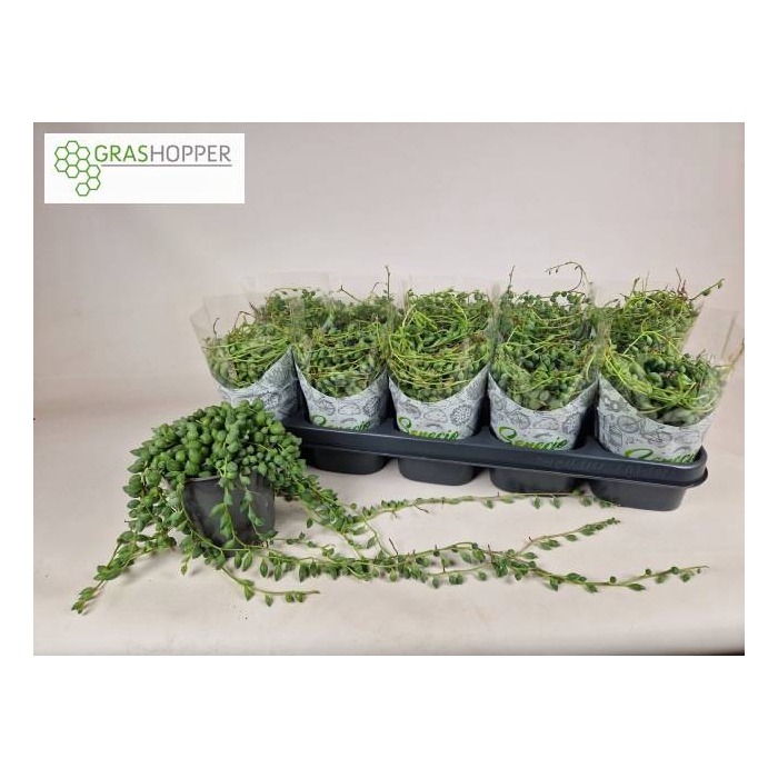 <h4>Senecio Herreianus 12Ø 25cm</h4>