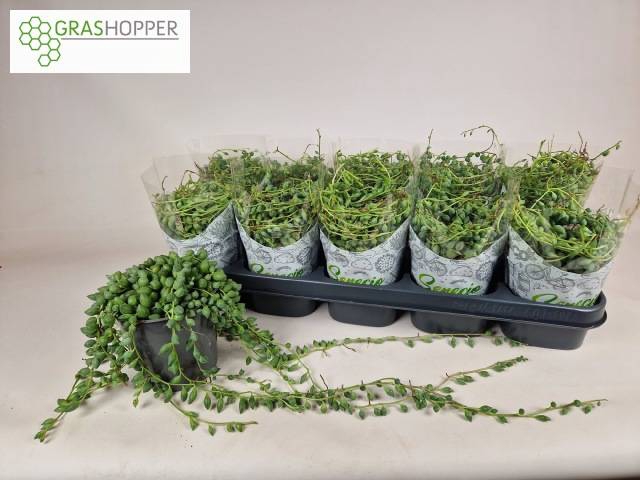 Senecio Herreianus 12Ø 25cm