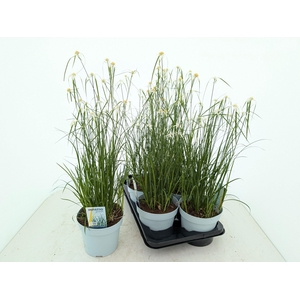 RHYNCHOSPORA COLORAT